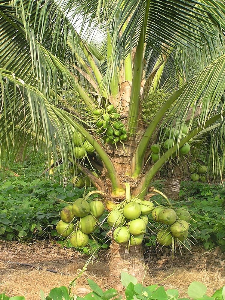 തെങ്ങിന് തടമെടുക്കാൻ സമയമായി