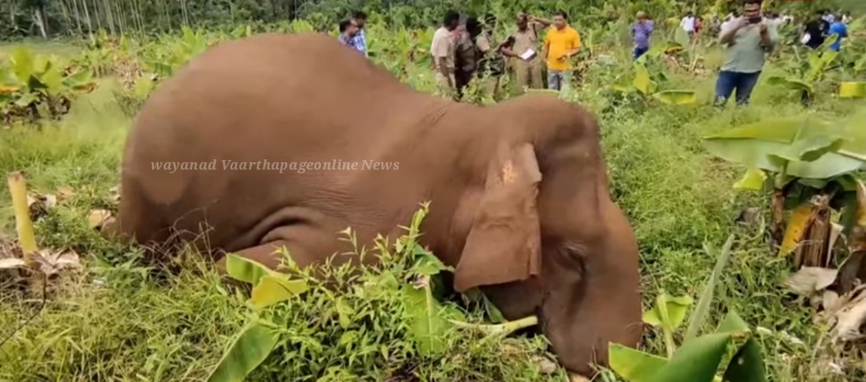 ഗൂഡല്ലൂർ പുത്തൂർവയൽ  ചതിപ്പിൽ വീണ് കാട്ടാന ചരിഞ്ഞു