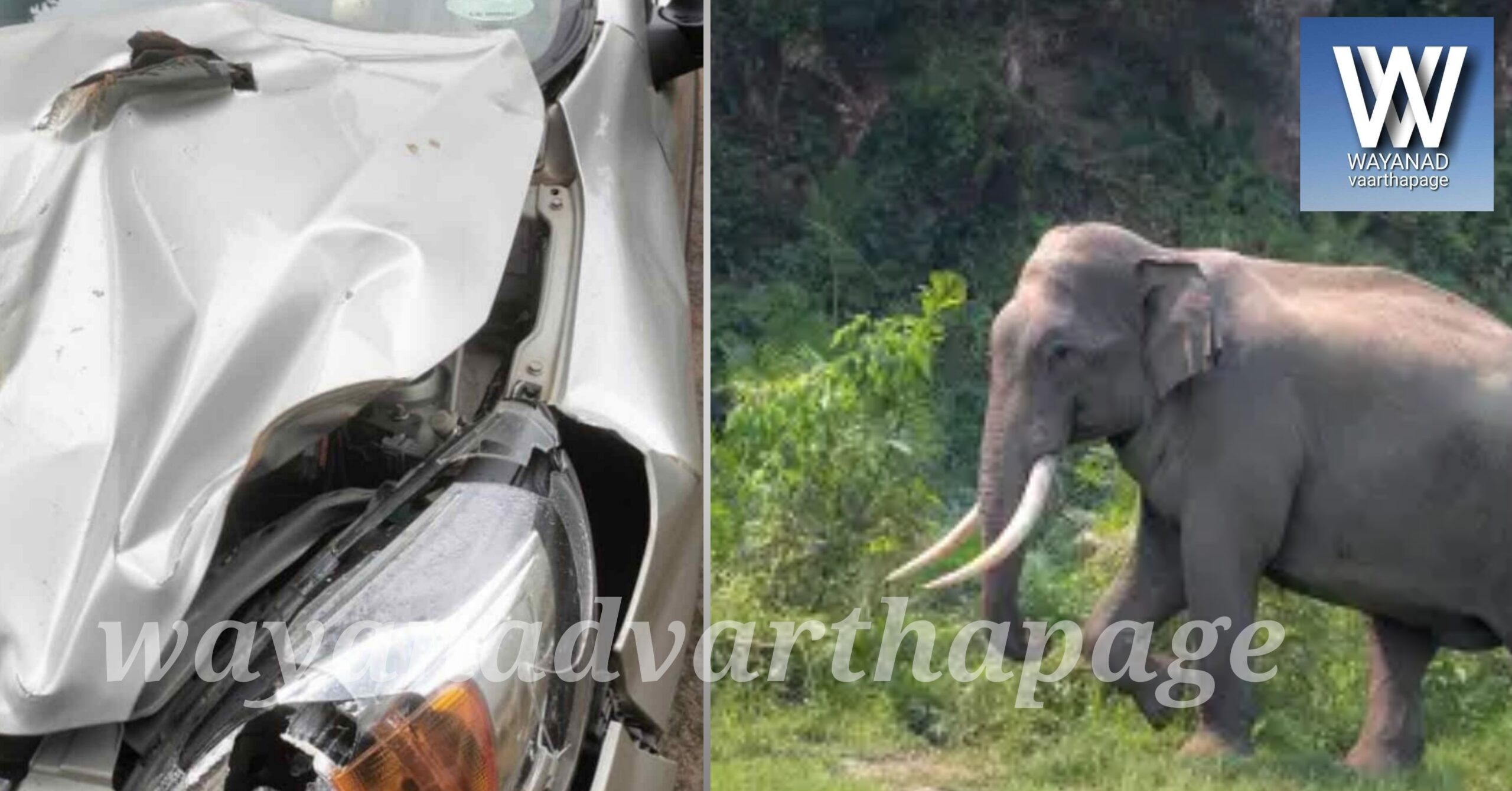 കാട്ടാന കാർ കുത്തിപൊളിച്ചു, തലനാരിഴക്ക് ദമ്പതികൾ രക്ഷപ്പെട്ടു