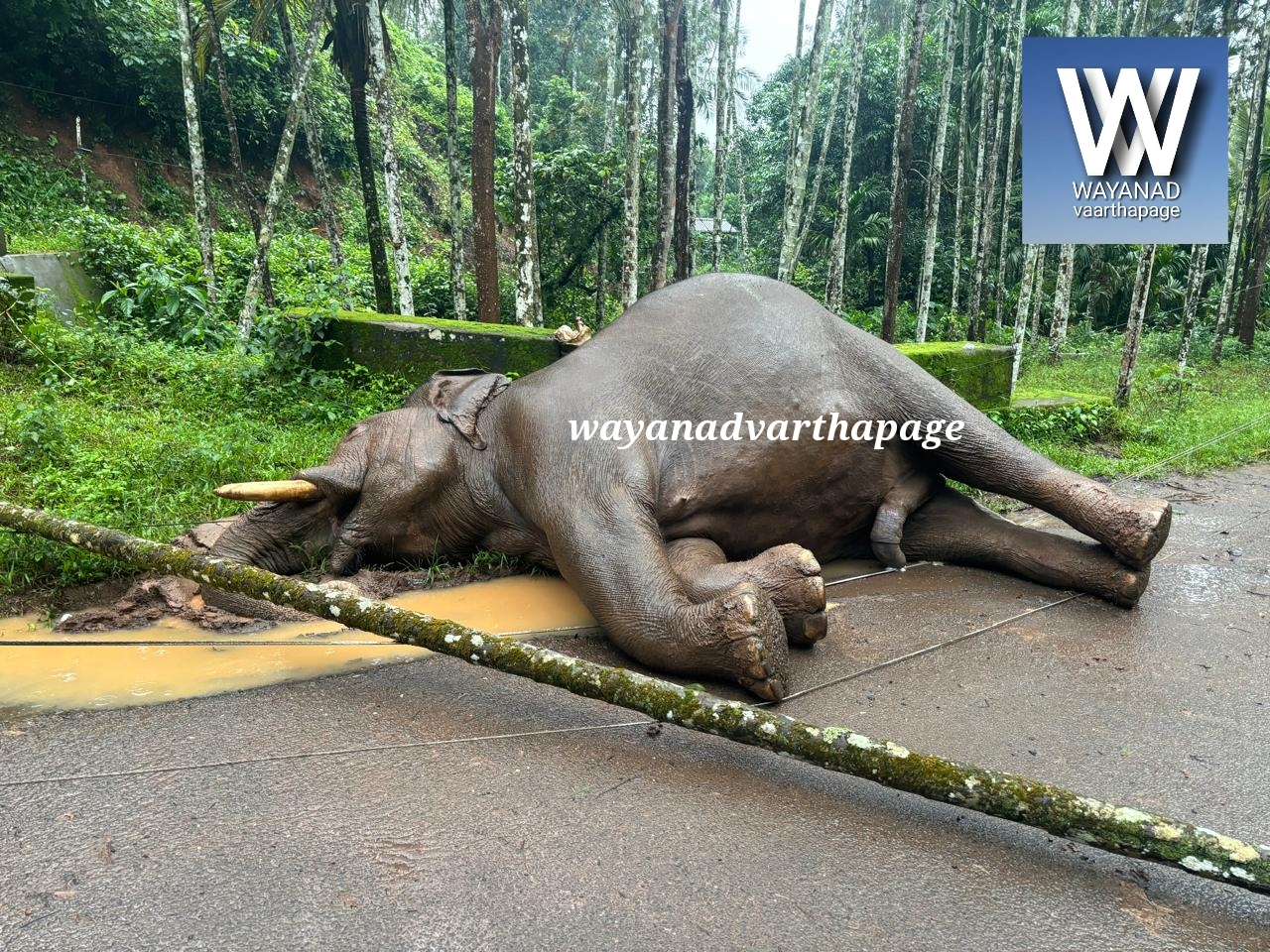 വൈദ്യുതാഘാതമേറ്റ് ആന ചരിഞ്ഞു