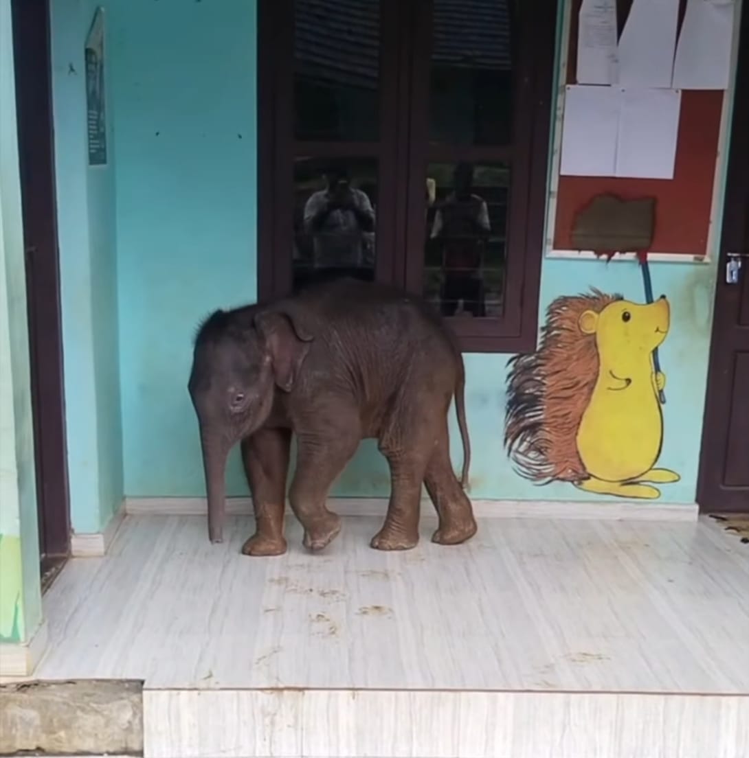 കാട്ടാനക്കുട്ടി സ്‌കൂള്‍ വരാന്തയിൽ