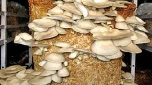 കൂൺകൃഷി പരിശീലനം