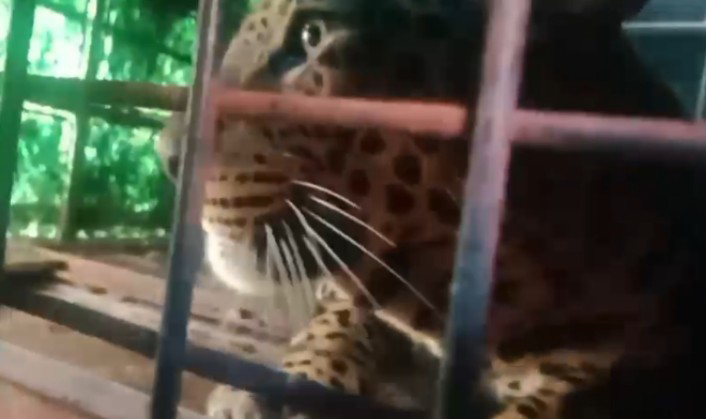 ജനവാസ മേഖലകളിൽ ഭീതി പടർത്തിയ പുലി ഒടുവിൽ വനംവകുപ്പിന്റെ കെണിയിൽ കുടുങ്ങി