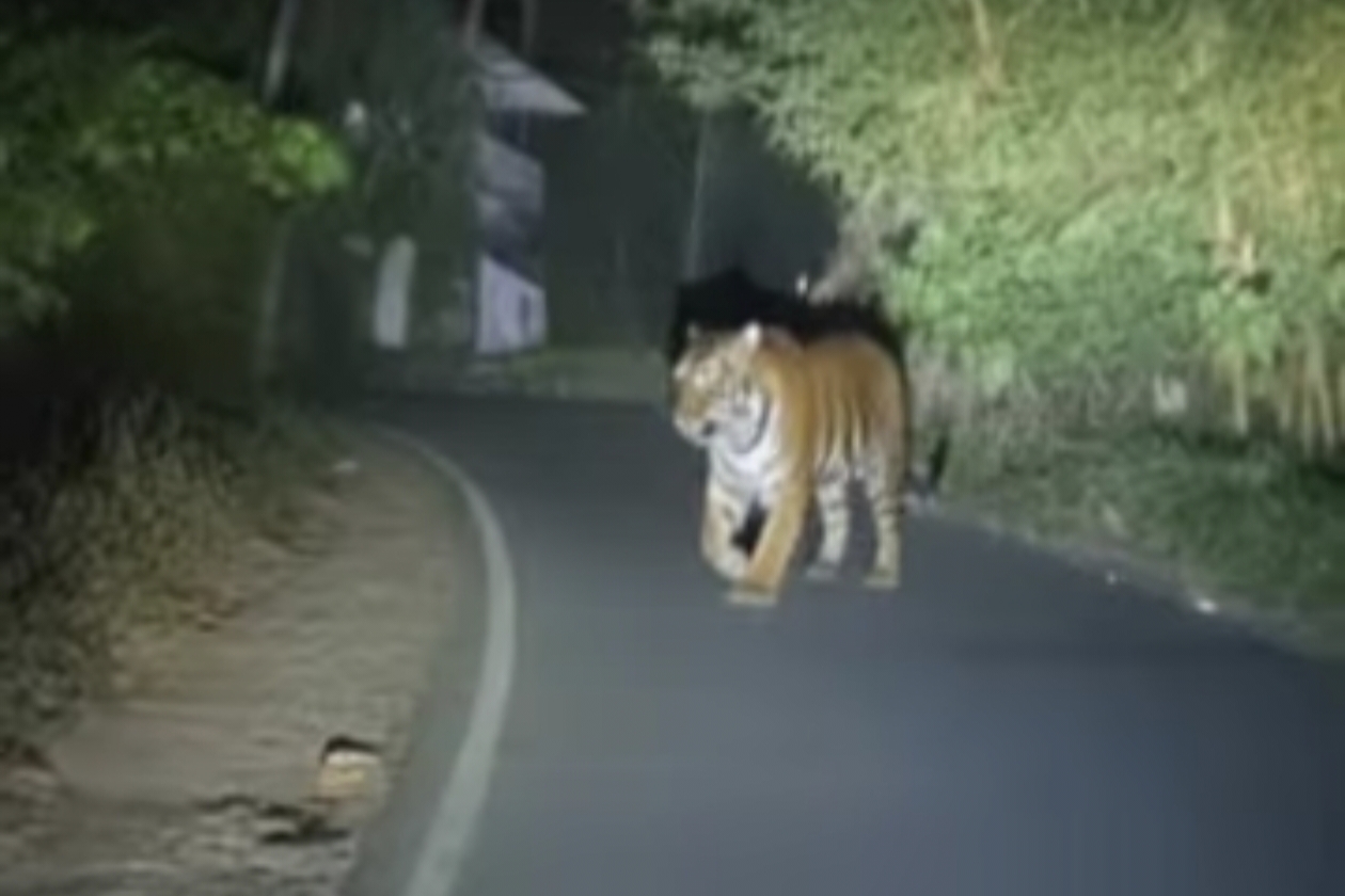 കോട്ടത്തറ വണ്ടിയാമ്പറ്റയിൽ കടുവ ഇറങ്ങി