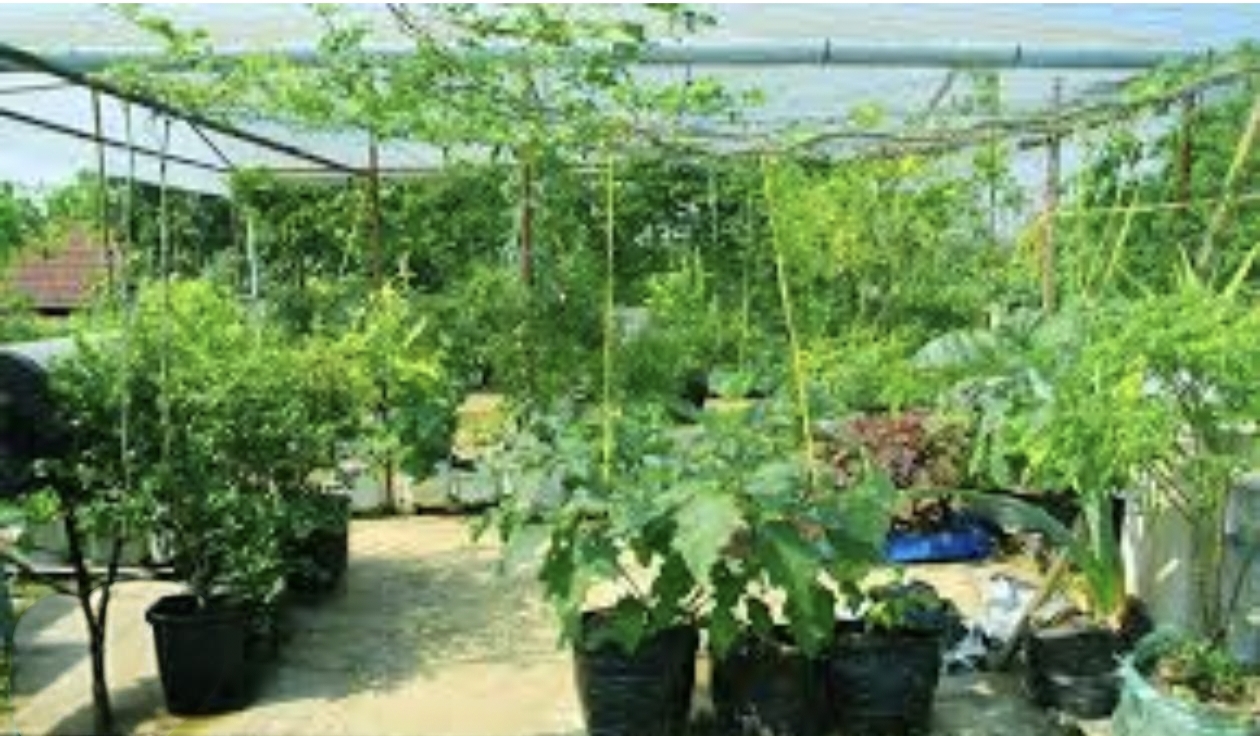 ടെറസ്സിലെ പച്ചക്കറി കൃഷി