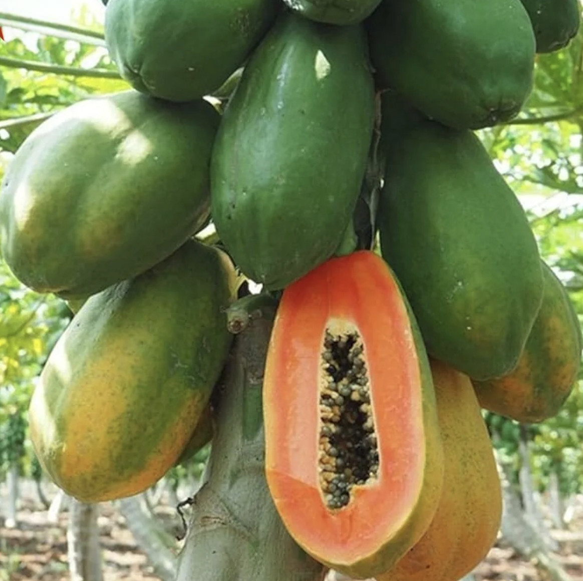 റെഡ് ലേഡി പപ്പായ കൃഷിരീതി