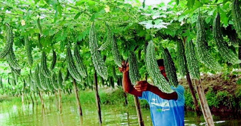 പാവയ്ക്ക കൃഷിരീതി ; പാവയ്ക്ക കൃഷിക്ക് ആദ്യം ചെയ്യേണ്ട കാര്യങ്ങള്