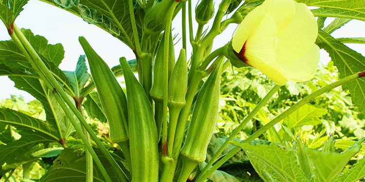 വെണ്ട കൃഷി രീതി