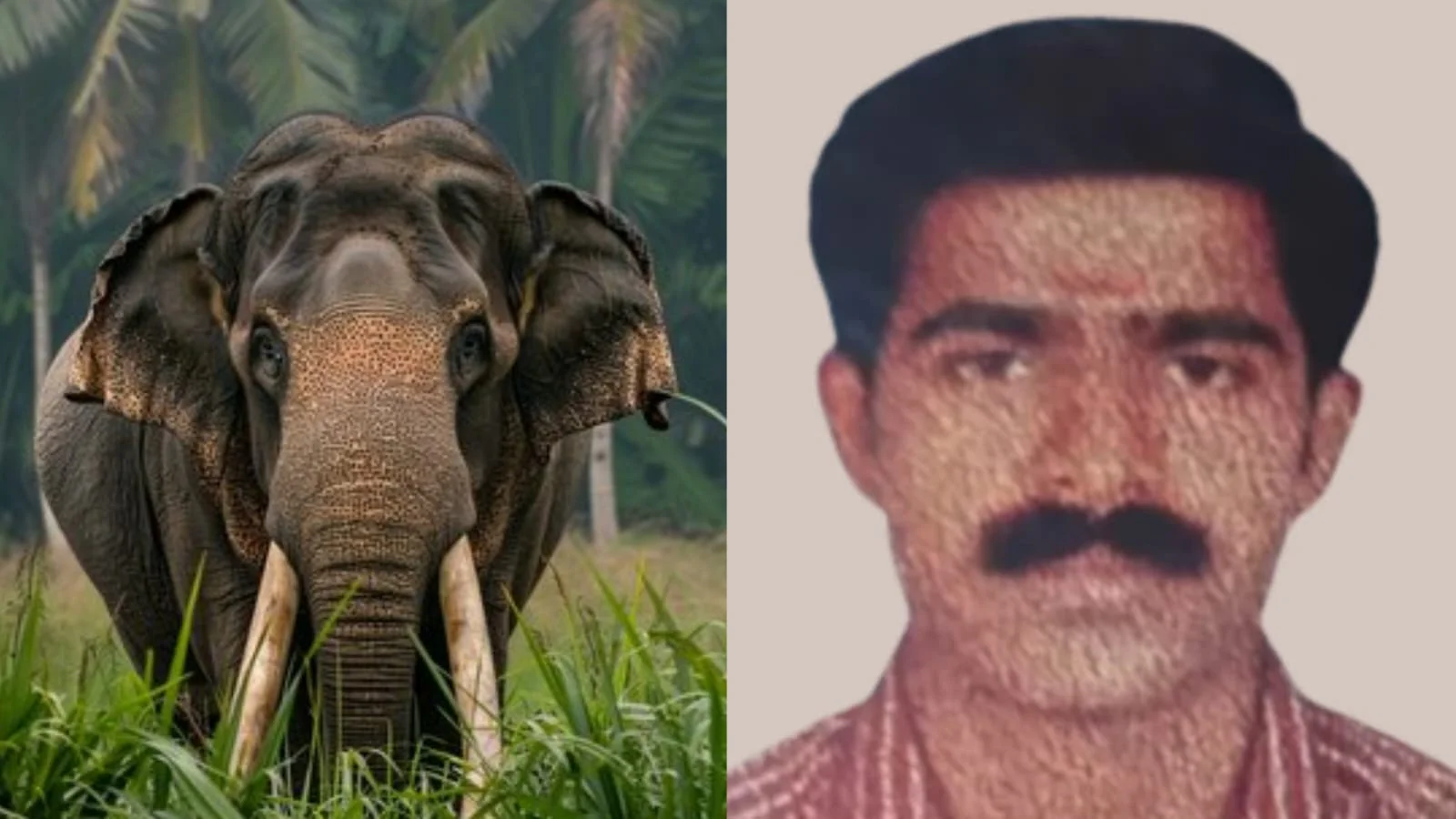 വടക്കനാട് പച്ചാടിയിൽ യുവകർഷകൻ്റെ മരണം കാട്ടാന ആക്രമണം മൂലം: പോസ്റ്റ്‌മോർട്ടം റിപ്പോർട്ട്