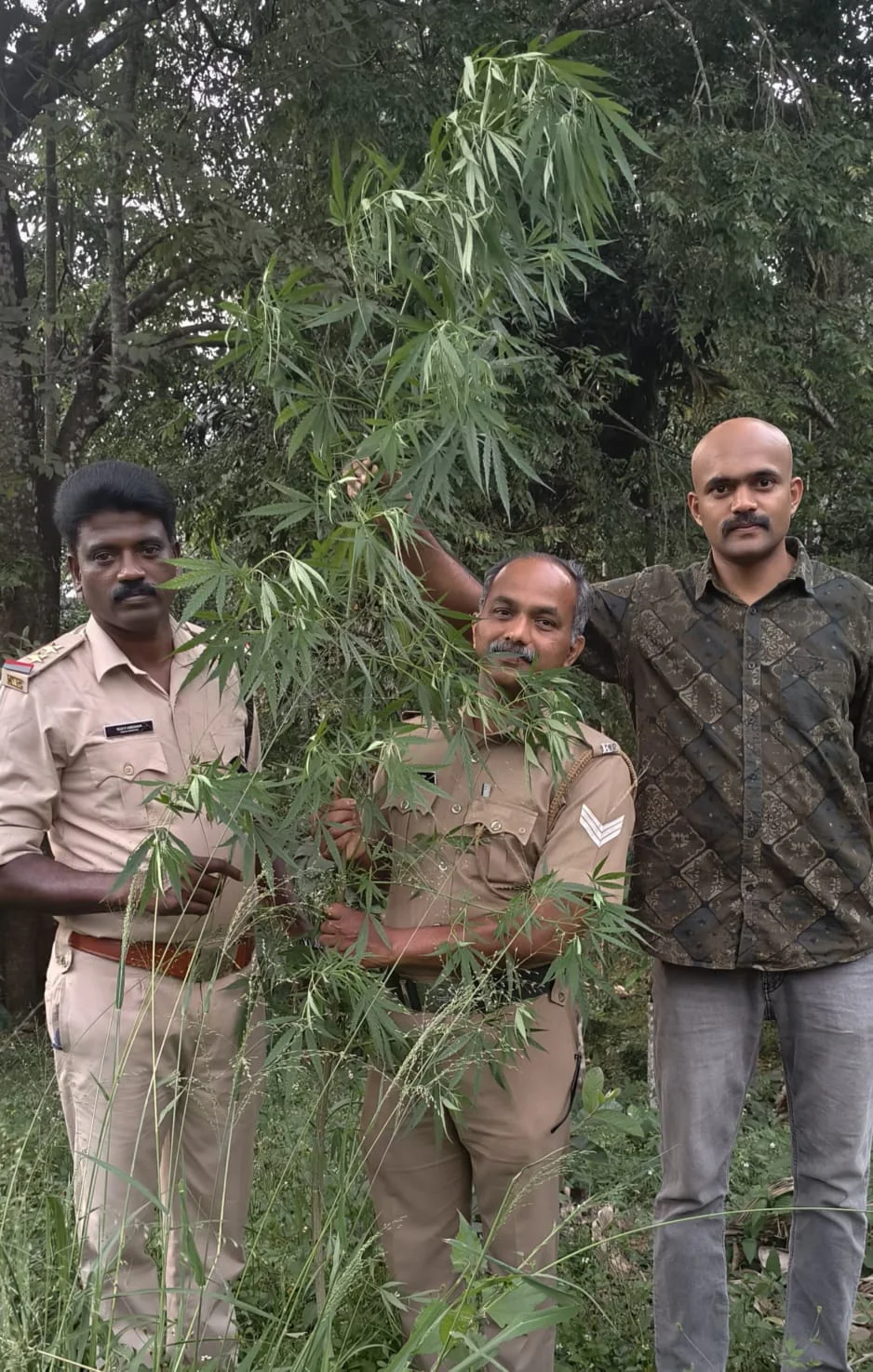 എക്സൈസ് റെയിഡിൽ 3 മീറ്ററോളം ഉയരമുള്ള കഞ്ചാവ് ചെടി കണ്ടെത്തി