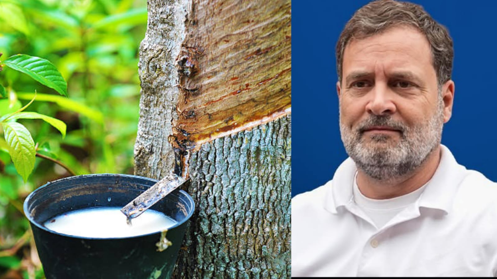 റബറിന്റെ താങ്ങുവില 250 രൂപയാക്കും’; ആദ്യ മന്ത്രിസഭാ യോഗത്തില്‍ തീരുമാനമെന്ന് രാഹുല്‍ ഗാന്ധി