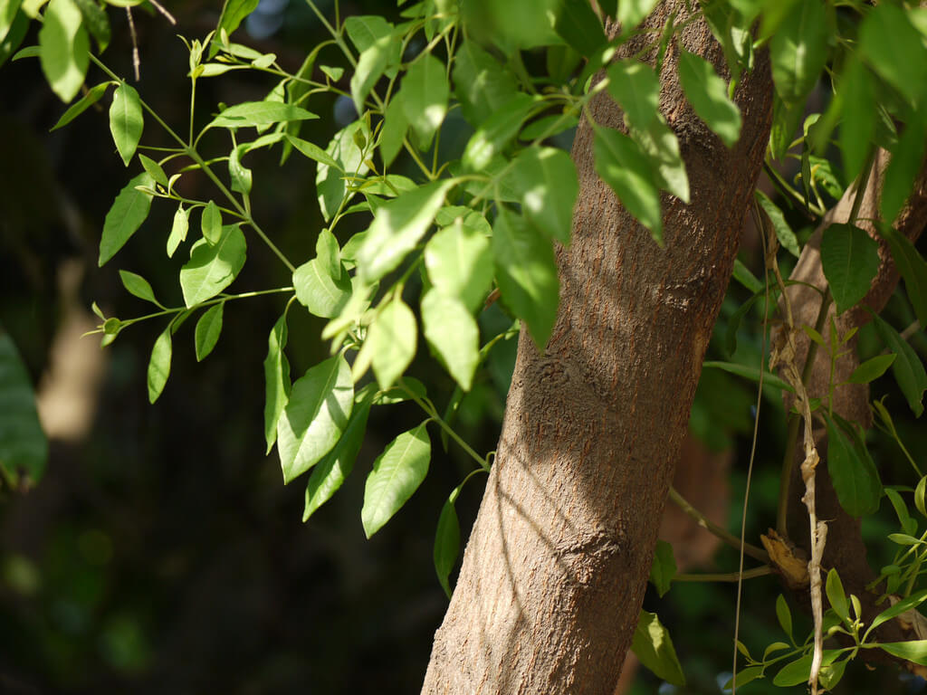 സ്വകാര്യ ഭൂമിയിലെ ചന്ദനമരം ഇനി വെട്ടിവില്ക്കാം; വനബില് നിയമമായി