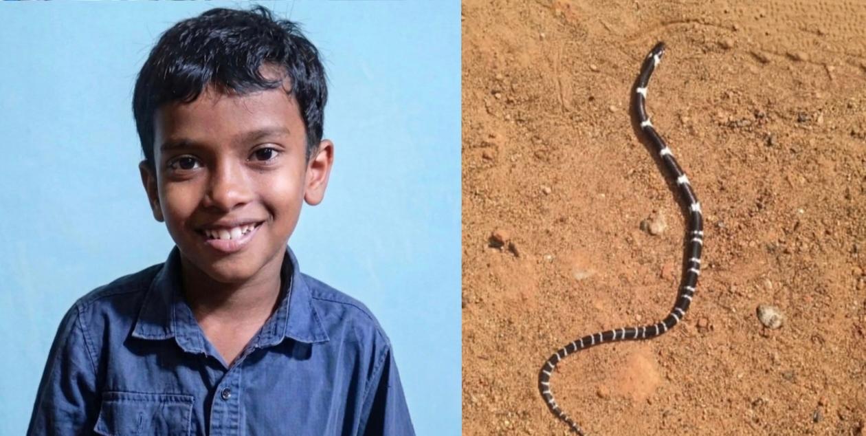 തലയണയുടെ അടിയിൽ വിഷപ്പാമ്പ്; പാമ്പ് കടിയേറ്റ് എട്ട് വയസ്സുകാരന് ദാരുണാന്ത്യം, സഹോദരൻ്റെ നില അതീവ ഗുരതരം