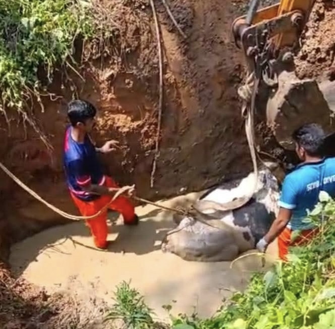 പയ്യമ്പള്ളിയിൽ കുഴിയില് വീണ ഗര്ഭിണിയായ പശുവിനെ രക്ഷപ്പെടുത്തി