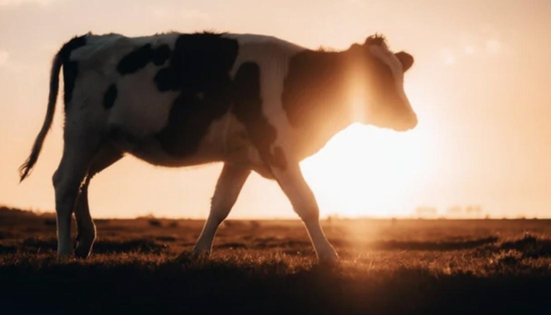 വേനല്;വളര്ത്തുമൃഗങ്ങളുടെ ആരോഗ്യത്തില് പ്രത്യേക ശ്രദ്ധ വേണമെന്ന് മൃഗസംരക്ഷണ വകുപ്പ്