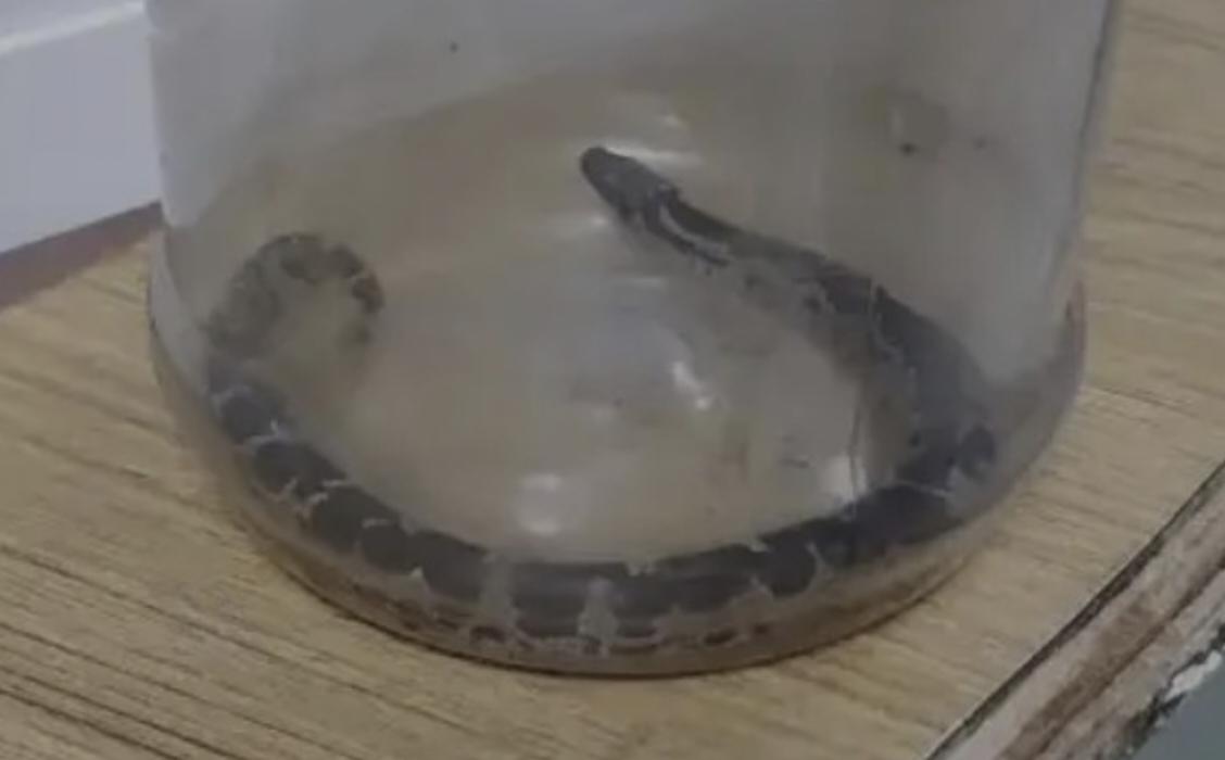 അംഗനവാടി പരിസരം വൃത്തിയാക്കുന്നതിനിടെ അധ്യാപികയ്ക്ക് പാമ്പുകടിയേറ്റു