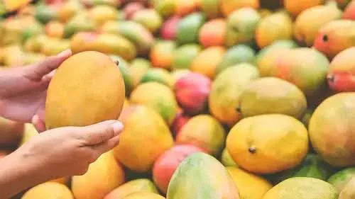 ഇന്ത്യയിൽ നിന്നുള്ള മാങ്ങ നിരോധിച്ച് ജപ്പാൻ