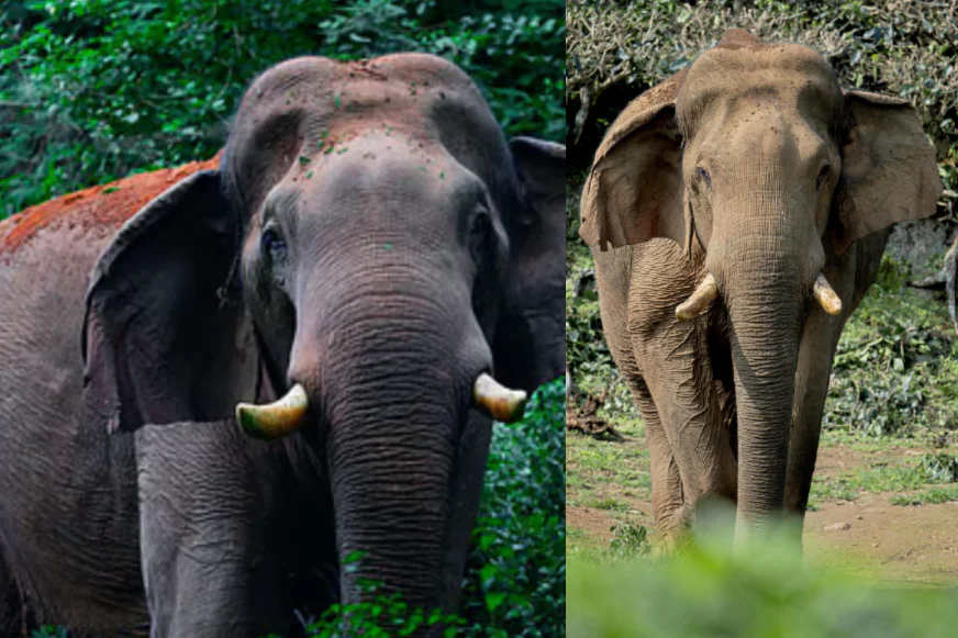 ആനപ്രേമികളുടെ പ്രിയങ്കരനായ ‘ചില്ലിക്കൊമ്പൻ’ ഇനി ഓർമ്മ; തമിഴ്‌നാട് ആളിയാർ ഡാം കനാലിൽ ചരിഞ്ഞ നിലയിൽ കണ്ടെത്തി