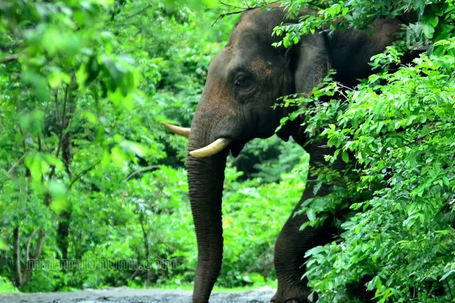 കാട്ടാന ആക്രമണം: നഷ്ടപരിഹാര നടപടികൾ ഒരാഴ്ചയ്ക്കകം അറിയിക്കണം; മനുഷ്യാവകാശ കമ്മീഷൻ ഇടപെടൽ