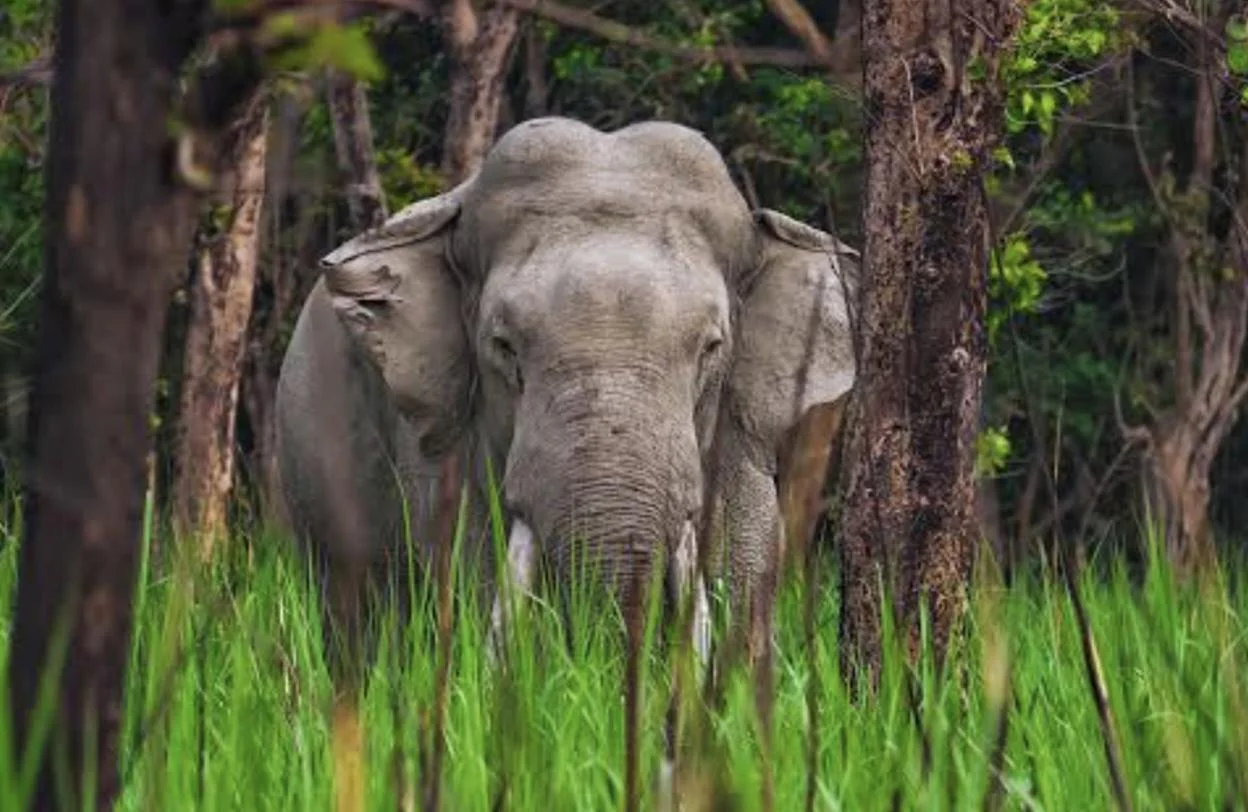 മകനെ സ്കൂളിൽ വിടാൻ പോകുമ്പോൾ കാട്ടാന ആക്രമണം; യുവതിക്ക് ദാരുണാന്ത്യം