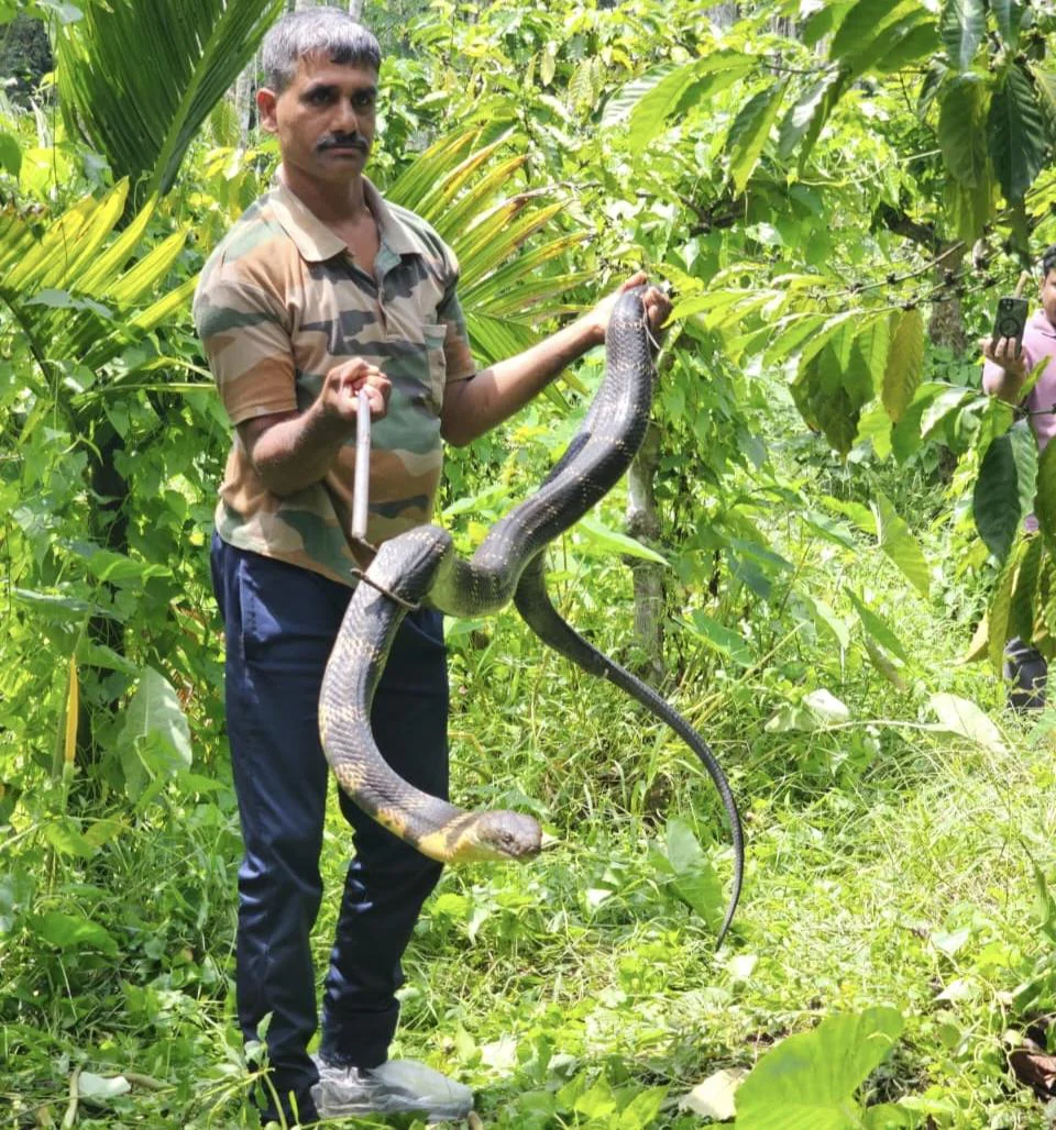 എസ്റ്റേറ്റിൽ നിന്ന് കൂറ്റൻ രാജവെമ്പാലയേ പിടികൂടി