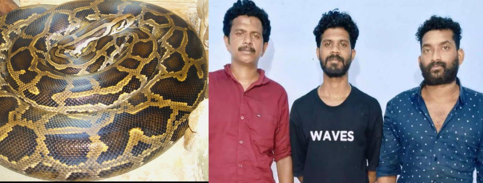തൃശ്ശൂരില്‍ മലമ്പാമ്പിനെ കൊന്ന് കറിവച്ച സംഭവം; മൂന്ന് പേര്‍ പിടിയില്‍