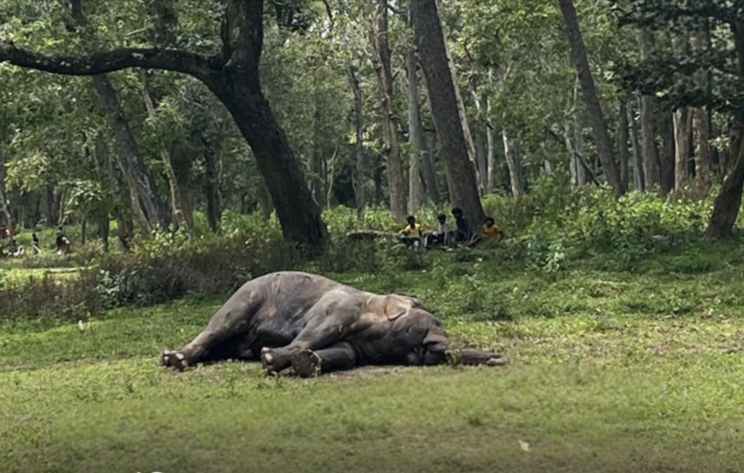 വയനാട് വന്യജീവി സങ്കേതത്തിൽ കാട്ടാനയെ ചരിഞ്ഞനിലയിൽ കണ്ടെത്തി