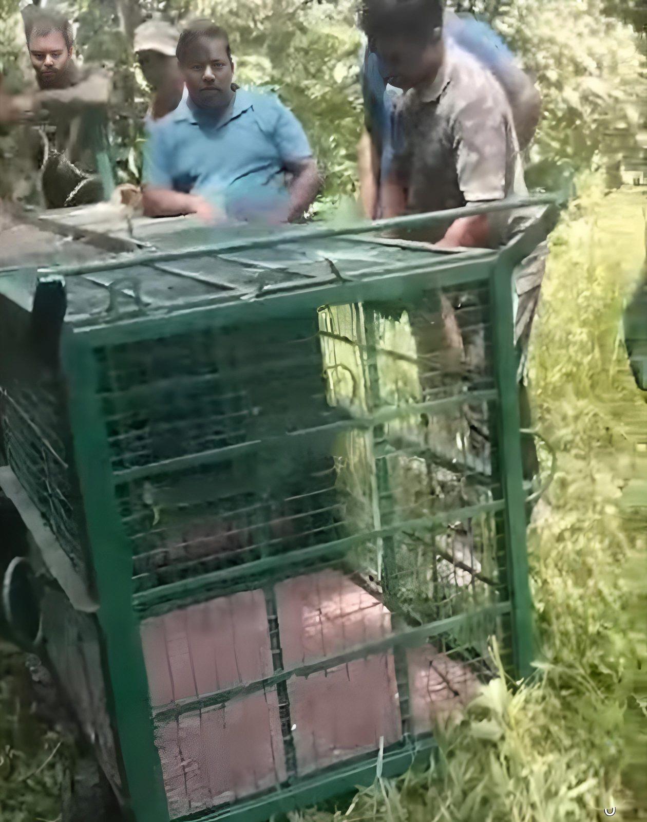 വള്ളുവാടിയിൽ പുലിയെ പിടിക്കാൻ കൂട് വച്ചു.