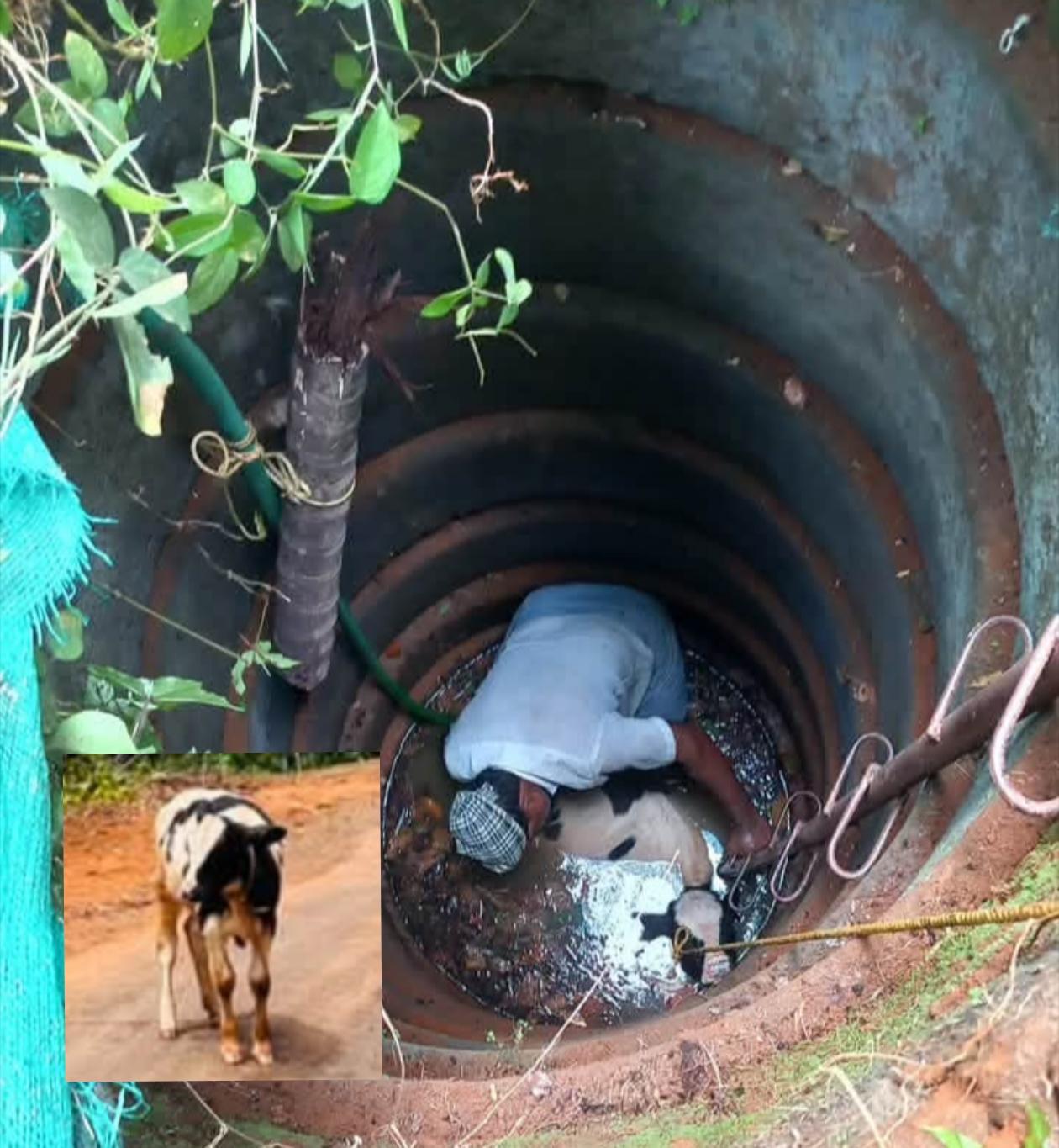 മാനന്തവാടിയിൽ പശു കിണറ്റിൽ വീണു