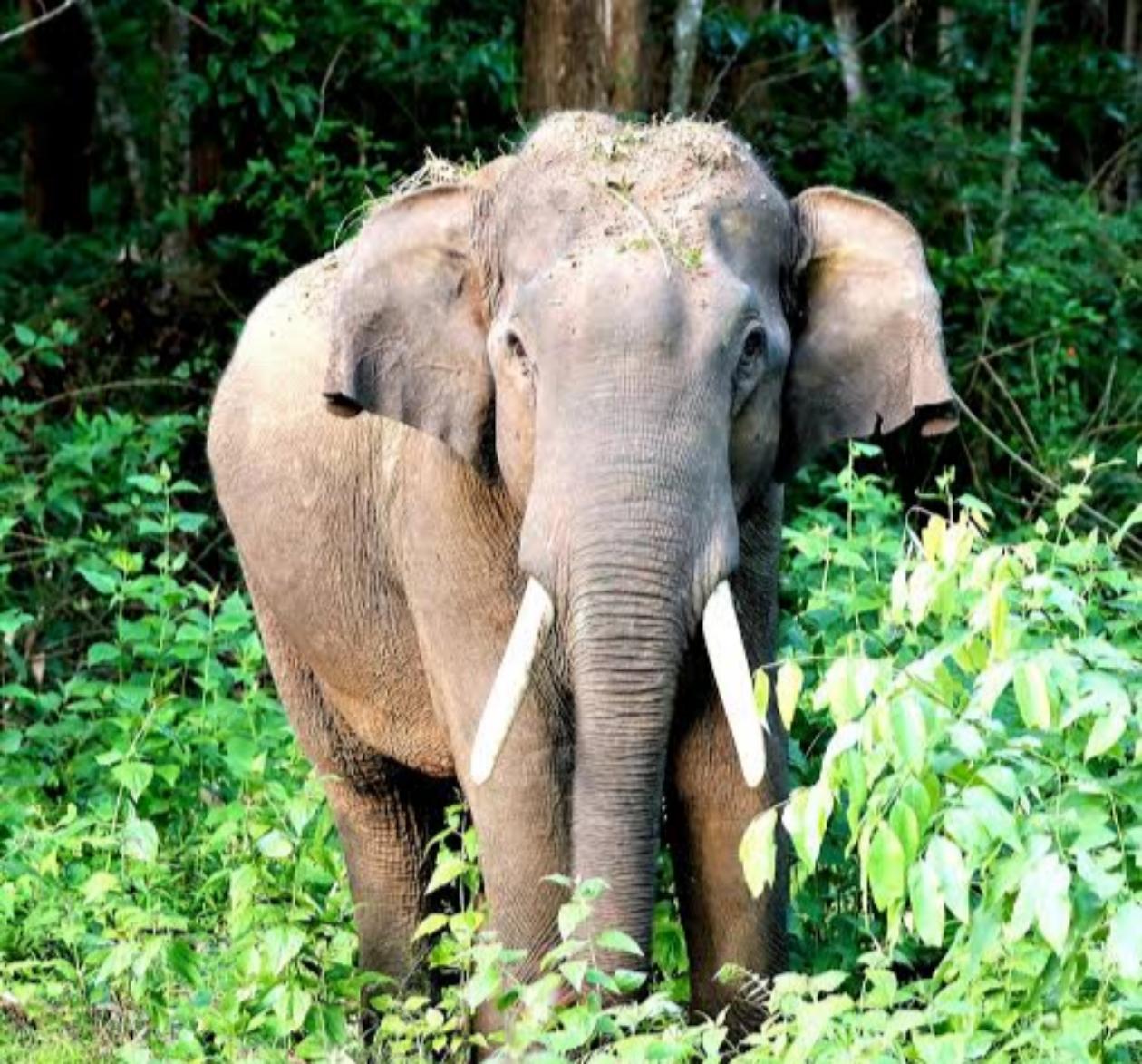 വന്യജീവി ആക്രമണം: മരിച്ചവരുടെ ആശ്രിതര്‍ക്കുള്ള നഷ്ടപരിഹാരത്തുക 25 ശതമാനം വര്‍ധിപ്പിച്ചു